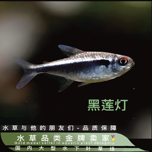 黑莲灯黑灯黑宝莲灯小型热带鱼观赏鱼红绿灯黑管灯鱼草缸群游活体