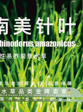 南美针叶真正水下叶耐寒鱼缸专用前景推荐 阴性水草超级好养无碳