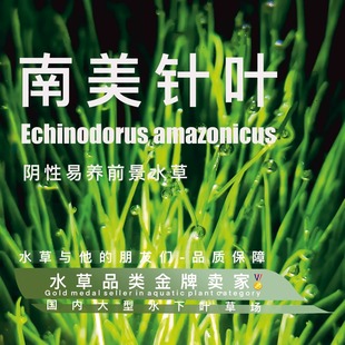 南美针叶真正水下叶耐寒鱼缸专用前景推荐 阴性水草超级好养无碳