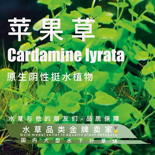 苹果草真正水下叶阴性水草