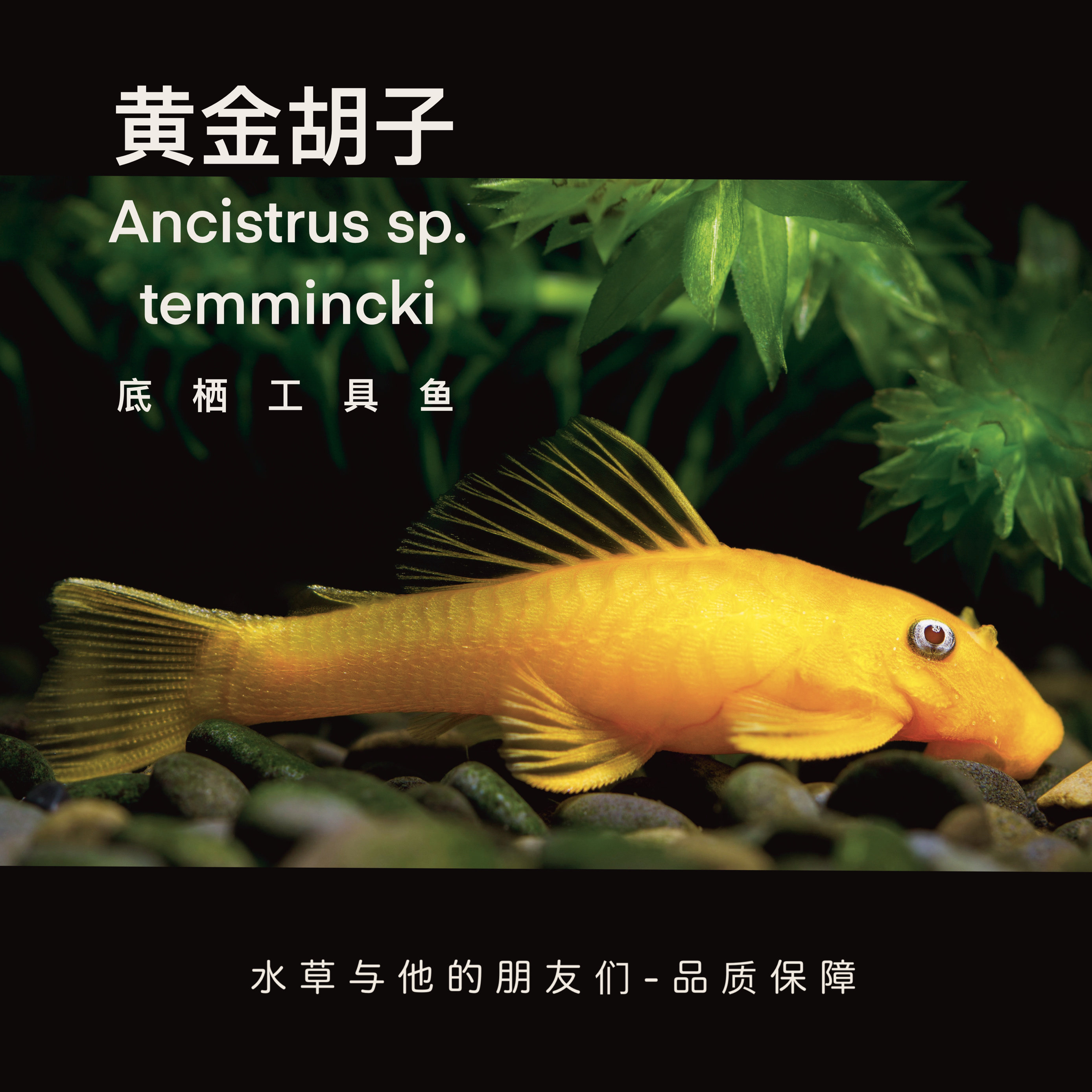 黄金胡子-群游草缸除藻工具鱼小精灵鱼吃藻鱼