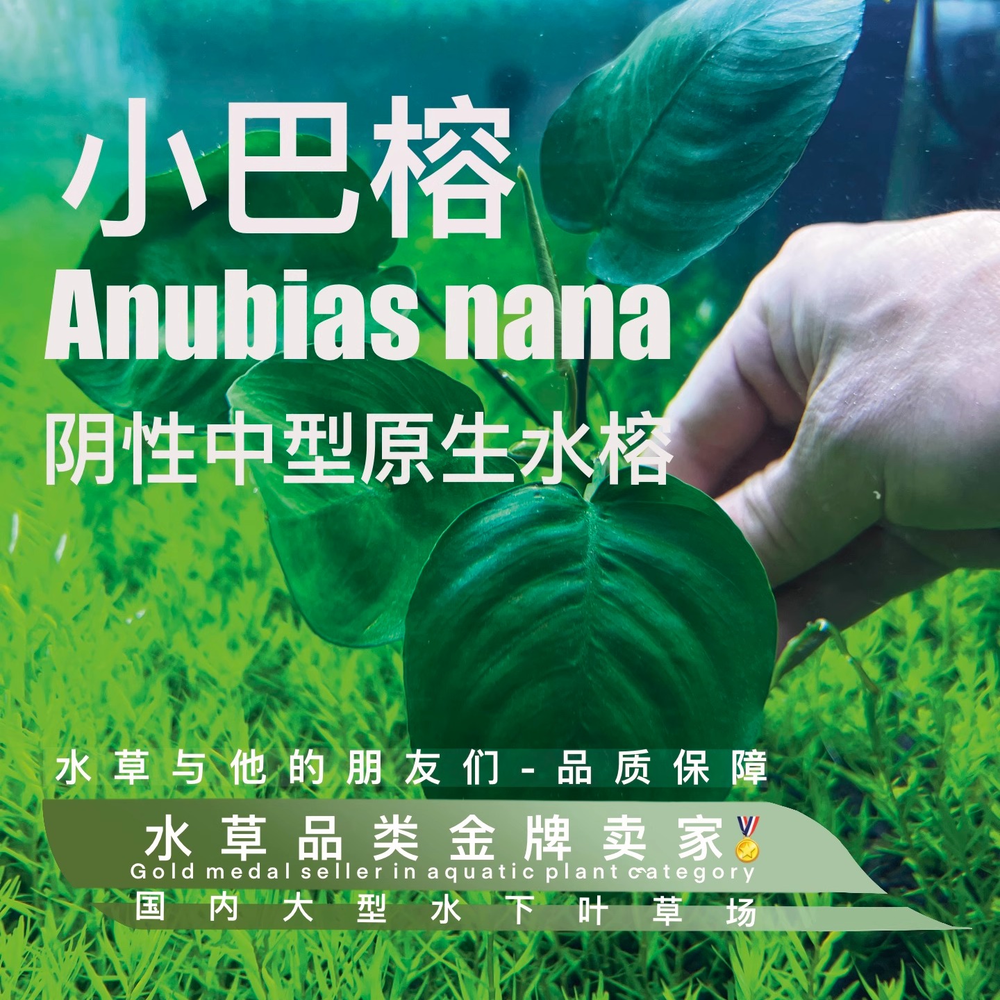 小巴榕一阴性水草易养易活