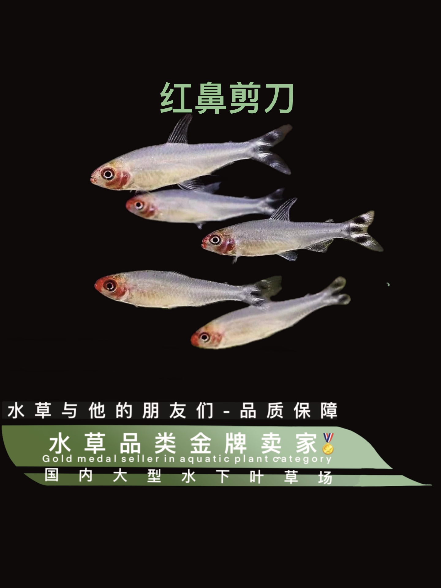 红鼻剪刀鱼（定水）活体草缸热带观赏淡水黑尾大勾灯科小型红肚红