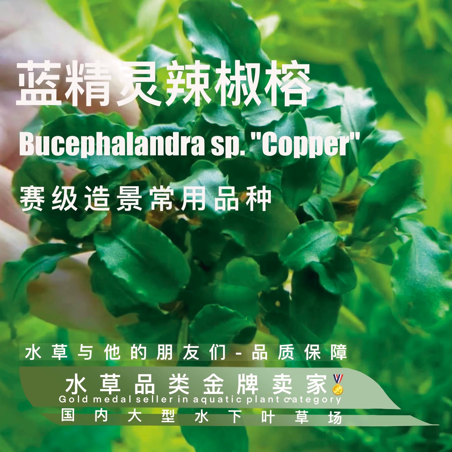 蓝精灵辣椒榕真正水下叶-阴性水草大赛最常用品种高端原生自然
