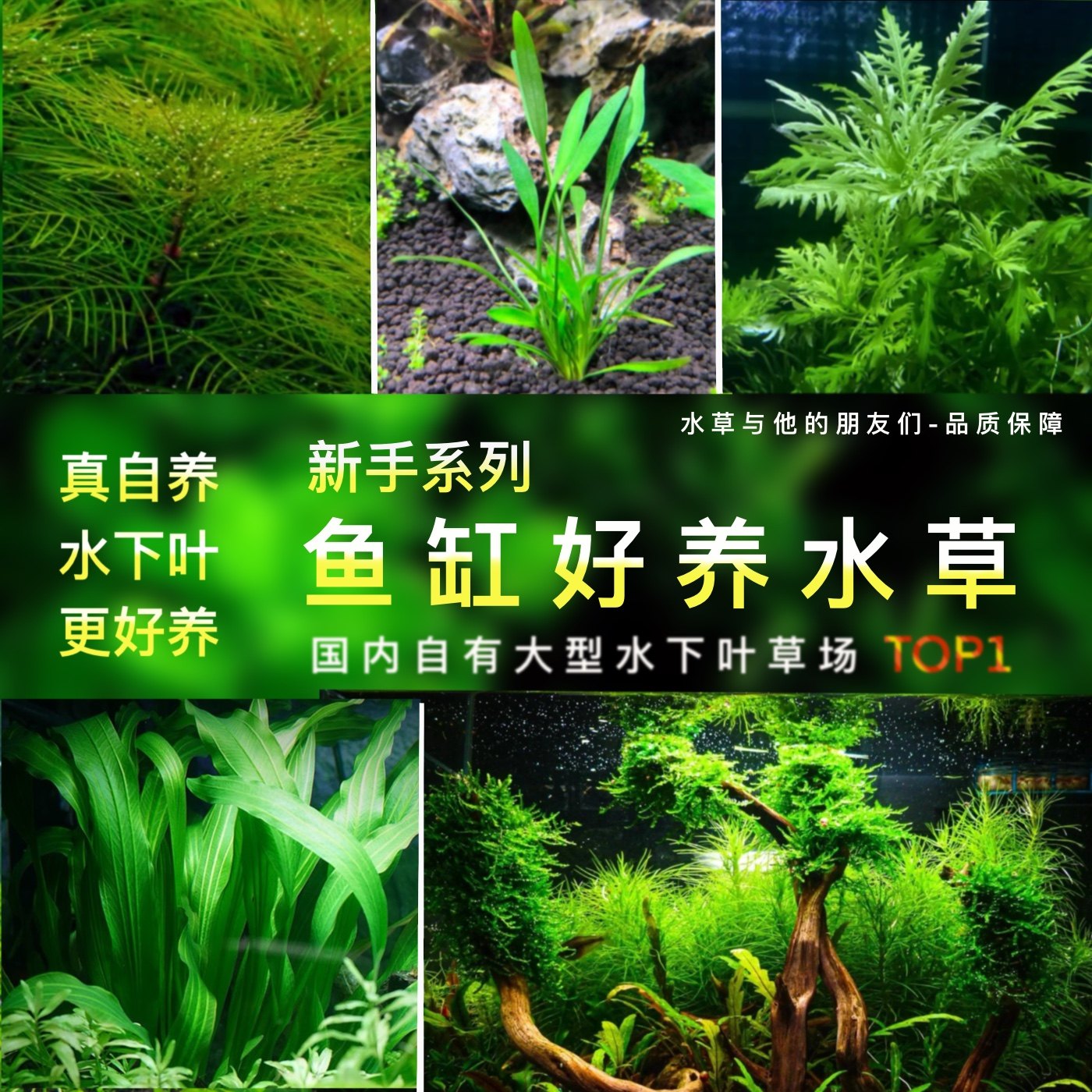 鱼缸好养水草套餐植物鱼缸真草造景生态全套摆件养鱼增氧铺底阴性,宠物/宠物食品及用品,水草,淘宝优惠券,粉丝福利购,淘宝优惠卷