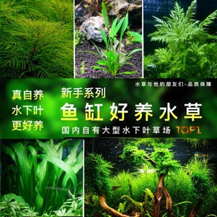 鱼缸好养水草套餐植物鱼缸真草造景生态全套摆件养鱼增氧铺底阴性
