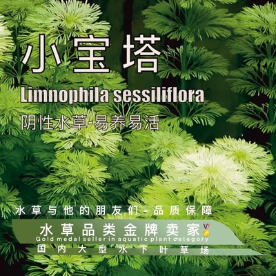 小宝塔真正水下叶一阴性水草