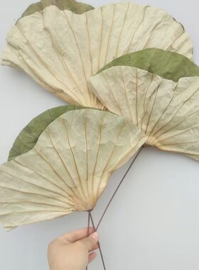 荷叶家居装饰艺术风拍摄道具干花