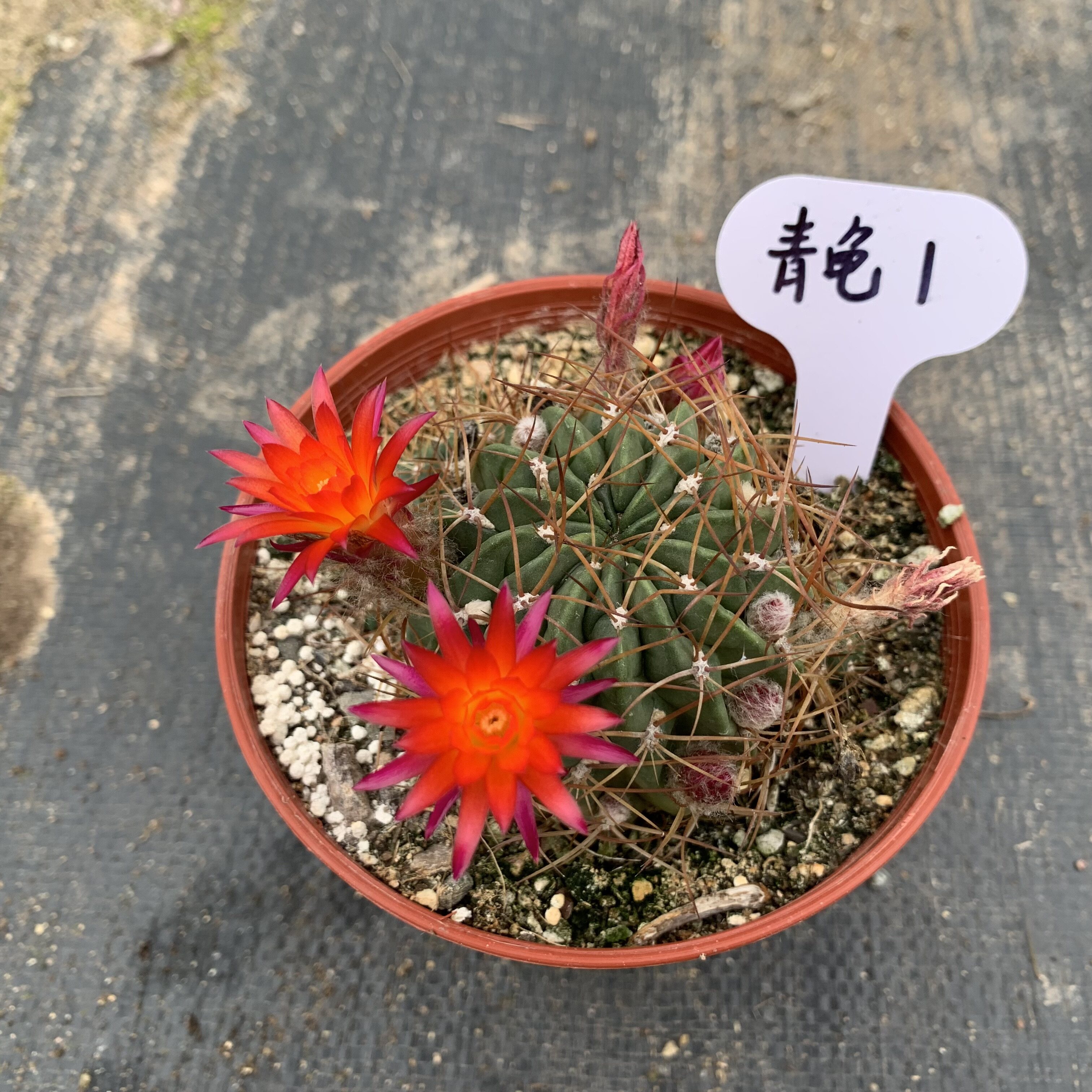 丽27 青龟丸 LOBIVIA maximiliana 一物一拍