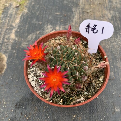 丽27 青龟丸 LOBIVIA maximiliana 一物一拍