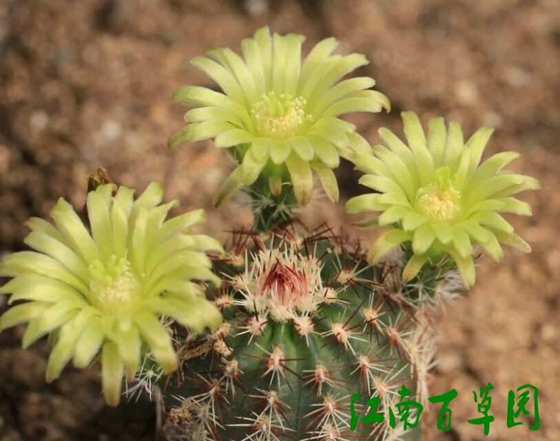 鹿角柱属 青花虾 有香味 易开花实生仙人掌多肉有根仙人球类