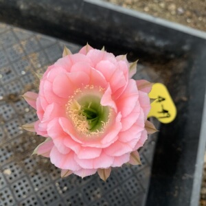 江南百草园 6.3 实生杂交彩草 一物一拍 第三组