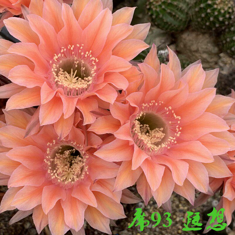 席克氏彩草63-95号  有根母本限时带蕾仙人球 第三组