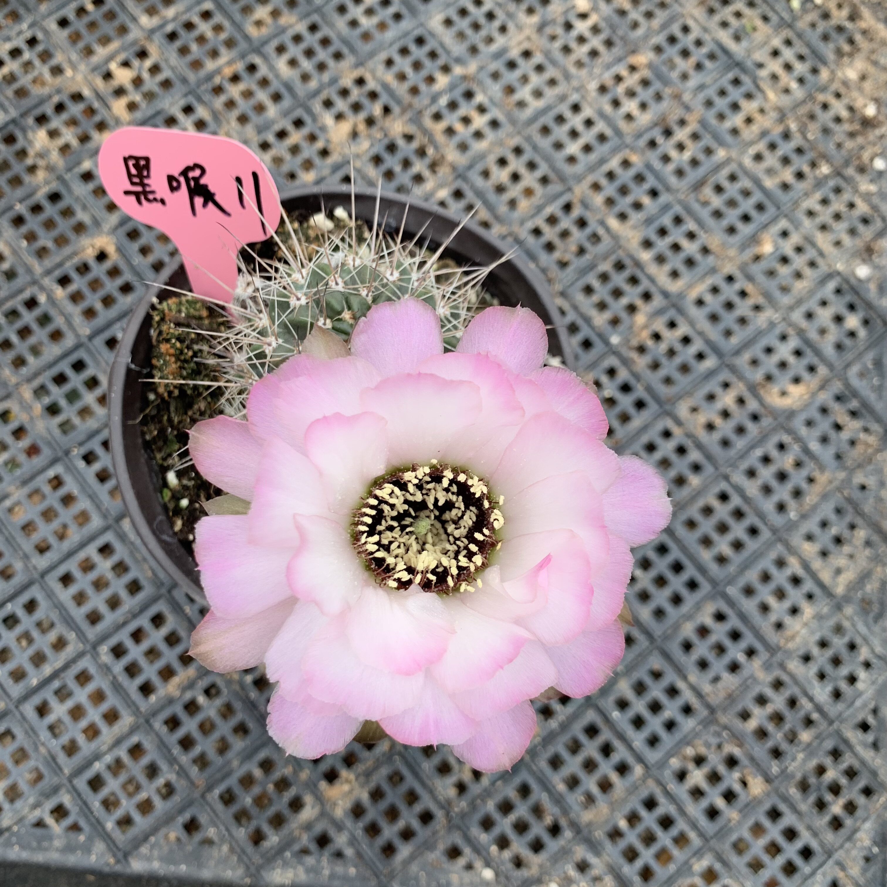 江南百草园 5.20  实生杂交丽花 一物一拍