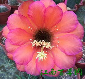 美丽毛花27 萨摩亚领唱者 SAMOA Cantora 花径18厘米