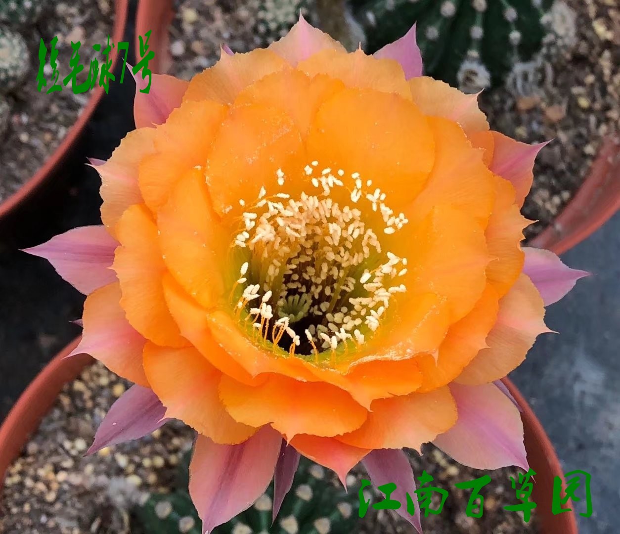 杂交仙人球厘米席克氏彩草