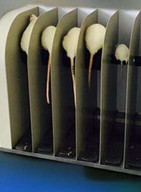 大小鼠转棒式疲劳仪 型号:08-YLS-31B库号：M286633