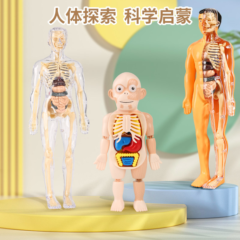 人体模型拼装可拆卸结构骨骼器官3d骨架内脏医学解剖早教儿童玩具