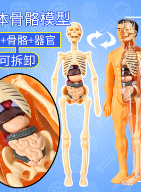 可拆卸拼装人体模型结构全身骨骼器官3d骨架医学解剖仿真儿童玩具