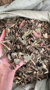 饿蚂蟥中药小儿疳积草粘身草胃痛草红掌草山蚂蝗山角豆小槐花