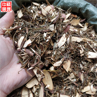 中药材红豆杉500g 红豆杉树叶 红豆杉叶中草药