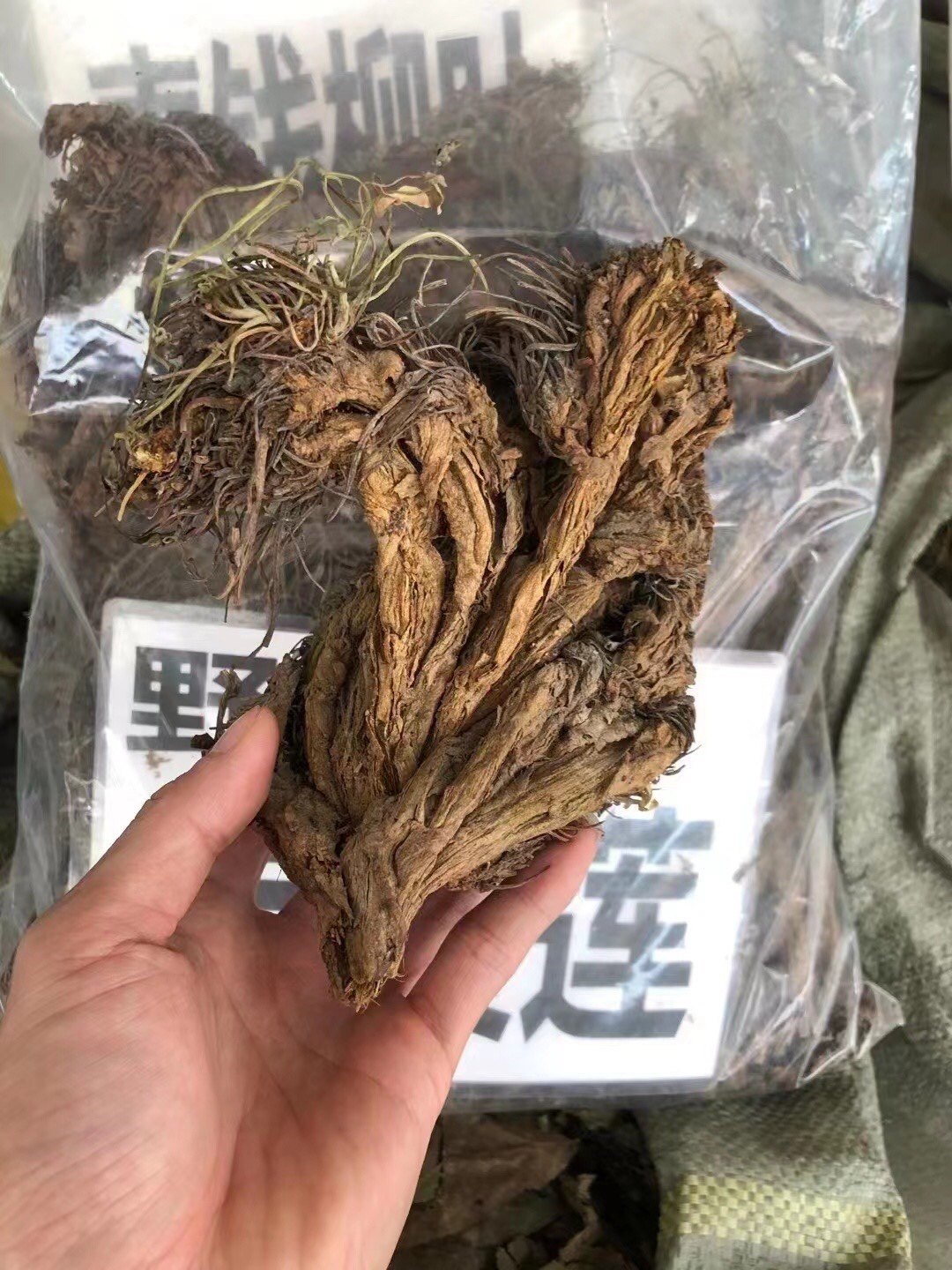 广西药材岩黄莲根250克岩黄连纯根岩黄莲干 岩胡 岩连