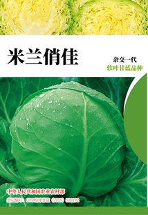 【水果甘蓝】基地专用软叶口感型圆球松甘蓝包菜卷心菜洋白菜种子