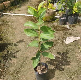 台湾四季珍翠芭乐嫁接苗 高雄二号 番石榴苗 当年结果 品种对版