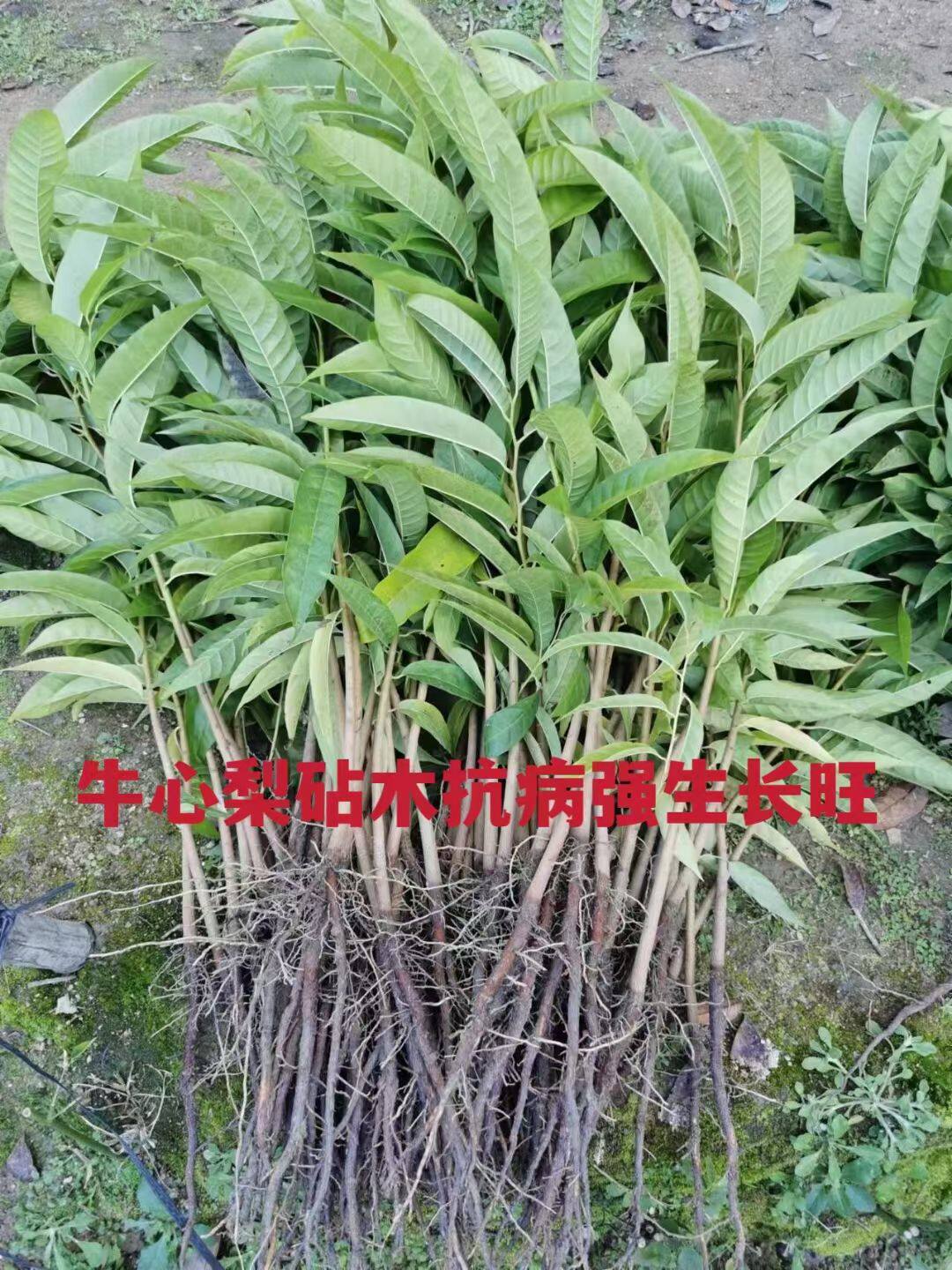 牛心梨释迦果美味香甜水果苗土番荔枝砧木番荔枝果苗树苗可嫁接苗