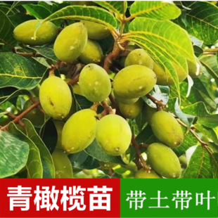 广东潮汕新品脆甜无渣青橄榄苗 三稔苏州甜果树苗 带泥土带叶果苗
