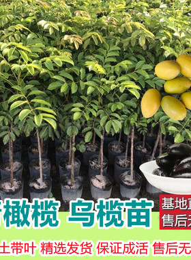 广东青橄榄苗嫁接带土带叶庭院