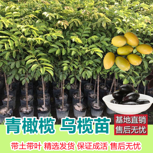 正品潮汕青橄榄苗甜种灵峰嫁接苗三棱橄榄乌橄榄水果树苗盆栽地栽