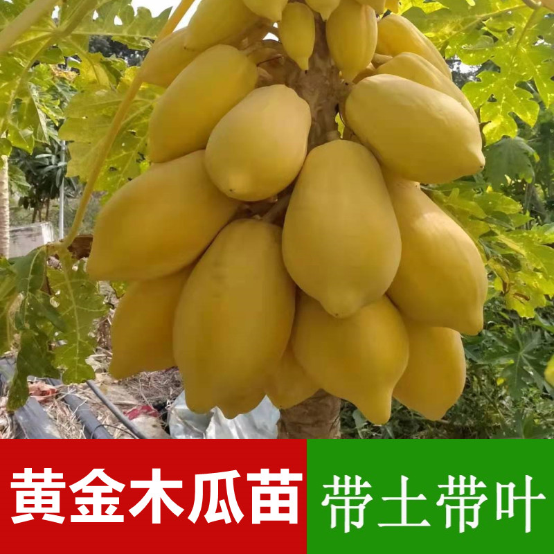 印尼奶香黄金木瓜苗水果木瓜苗木瓜树当年四季结果矮化南北方盆栽