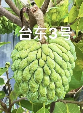 【新品】台东3号释迦嫁接苗 带土带叶盆栽地栽楼顶阳台种植果树苗