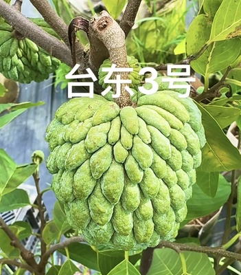 【新品】台东3号释迦嫁接苗 带土带叶盆栽地栽楼顶阳台种植果树苗