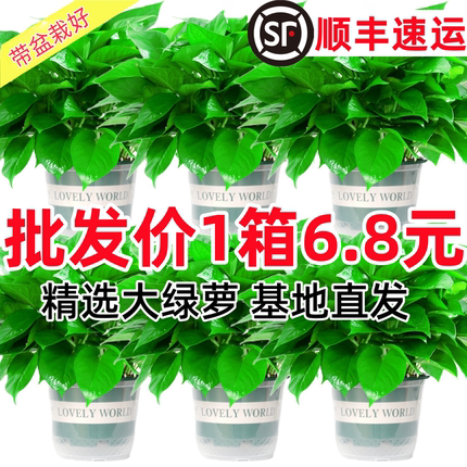 绿萝盆栽室内客厅家用新房净化空气水培绿植花卉长藤大叶绿箩批发