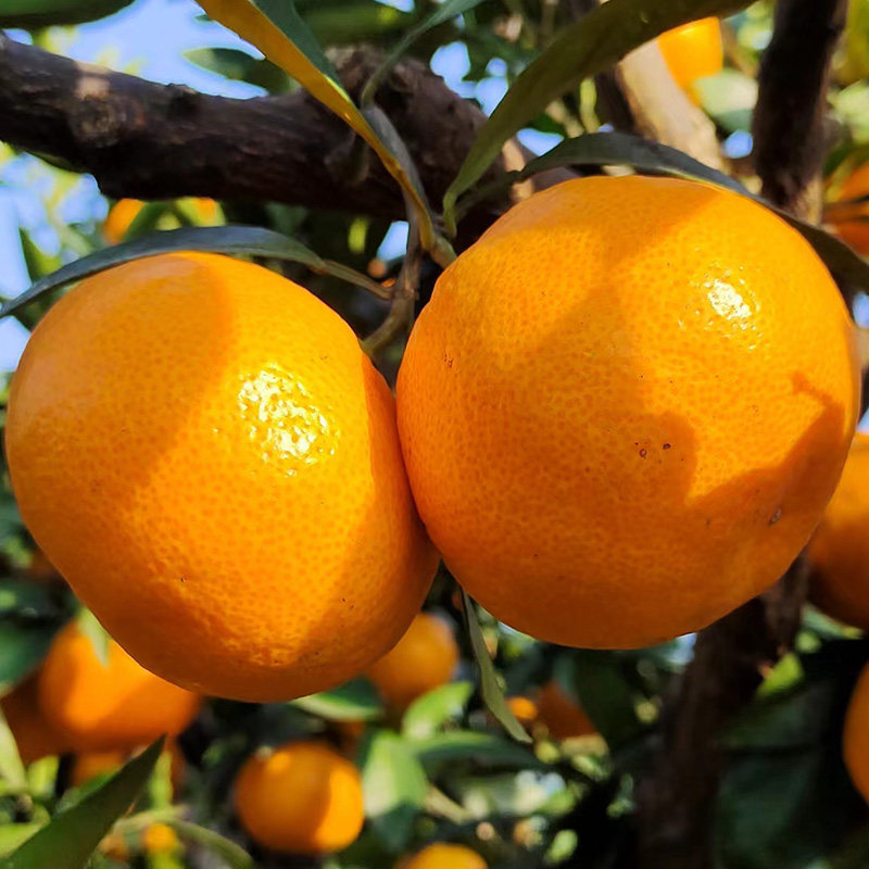 正宗涌泉蜜桔临海橘子新鲜桔子当季时令水果10斤整箱黄岩蜜橘宫川,水产肉类/新鲜蔬果/熟食,桔子,淘宝优惠券,粉丝福利购,淘宝优惠卷