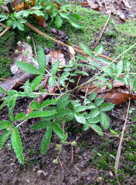 现挖新鲜翻白草整棵带根