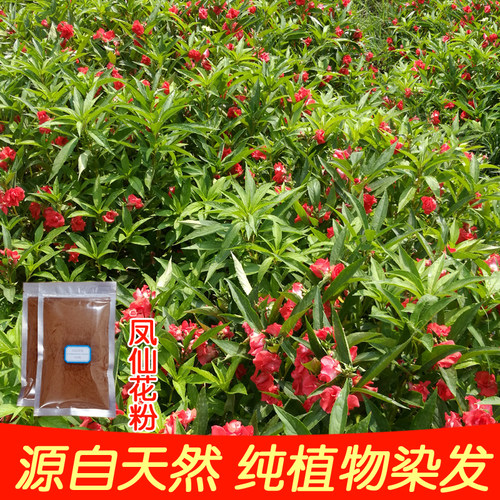 凤仙花染发染指甲花粉