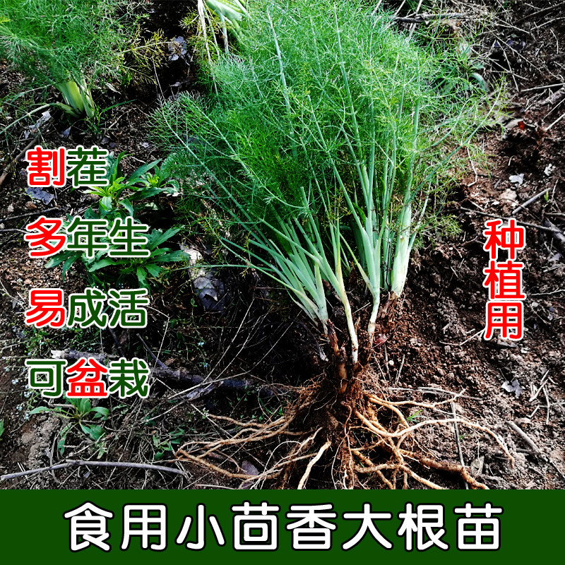 小茴香苗茴香根小茴香菜新鲜苗盆栽回香苗根种植怀香菜有老茴香根