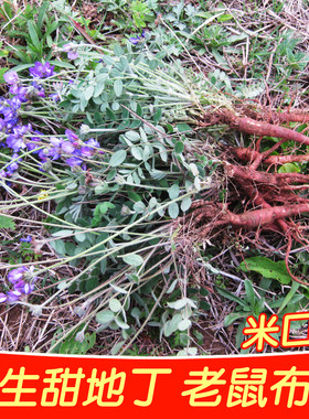 野生甜地丁新鲜老鼠布袋中药材