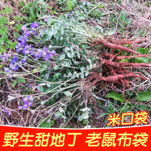 野生甜地丁新鲜紫花地丁小米口袋草响响米痒痒草老鼠布袋根中药材