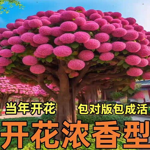 流苏树苗白流苏花树苗盆栽