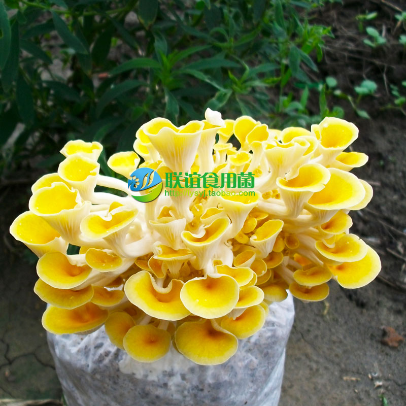 食用菌菌种母种 春秋高温榆黄菇优质品种 【榆黄菇K-13】原种