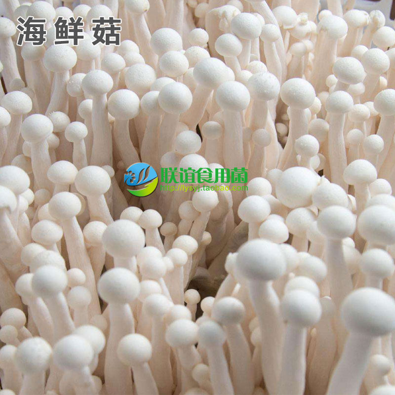 联谊食用菌珍稀品种白玉菇 白茶树菇 白蟹味菇母种【海鲜菇】原种