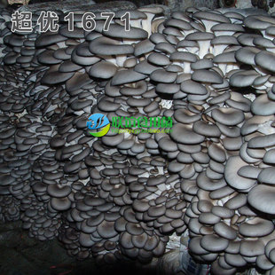 联谊食用菌菌种 秋冬灰黑平菇 高产优质品种 【超优1671】原种