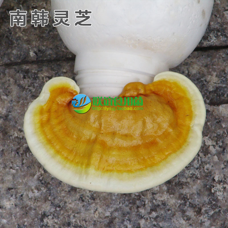 食用菌菌种母种灵芝孢子粉原种