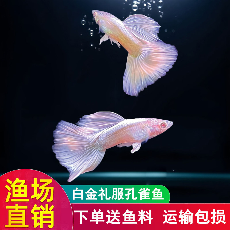 白金礼服孔雀鱼大体型淡水观赏鱼图片