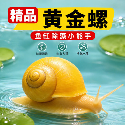 【9.9元20个】精品黄金螺活体除藻工具螺鱼缸清洁净化水质螺净水