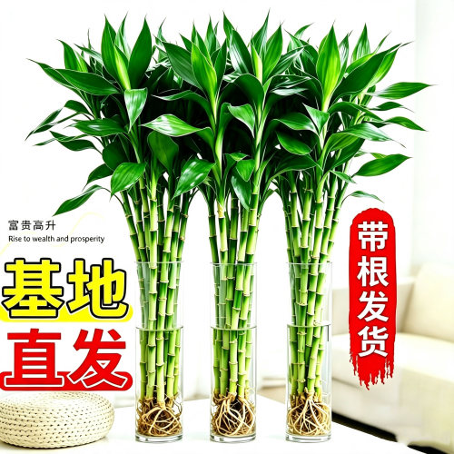 带根富贵竹客厅水培绿植好养易活